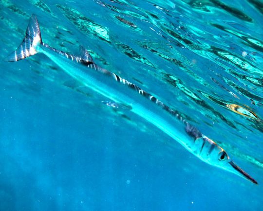 L'orphie nage près de la surface d'avril à octobre