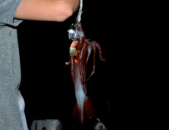 L'ajout d'une petite lampe sous la cage