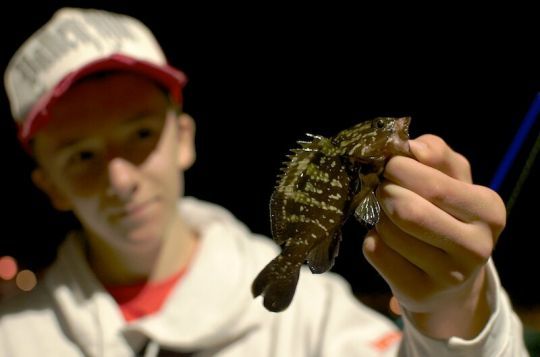 Des juvéniles peuvent être pris en pêchant du bord