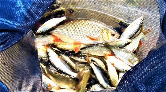 Les poissons blancs sont bien représentés.