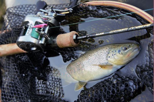 Truite en baitfiness capturée à l'aide d'un microspinnerbait