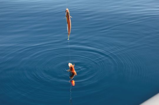 En morceaux pour les poissons de roche