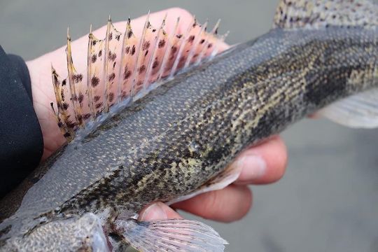 pesce walleye