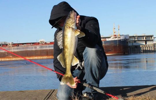 pesce walleye