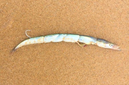 Le Migliori Esche Per La Pesca Alle Razze, Un Menu Variegato - Foto 9