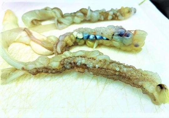 Les tentacules des calamars sont des esches irrésistibles 