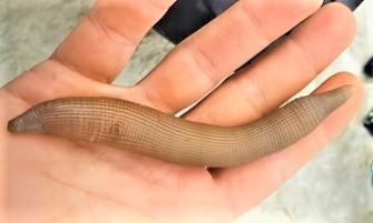 Le bibi, un ver imposant 