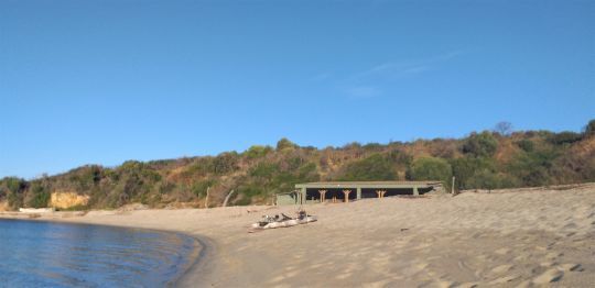 Un poisson très présent sur les plages de sable en Corse