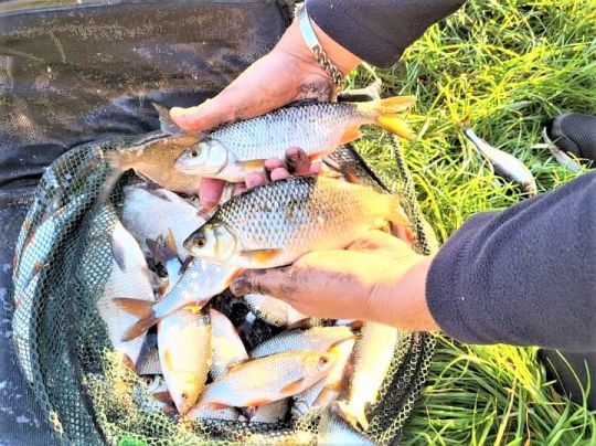 Une belle pêche faite à l'olivette