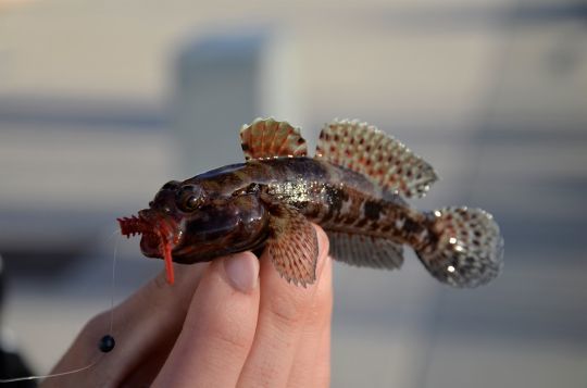 Pesci Piccoli E Arancioni Si Trovano Sulle Rocce In Un Lago Dacquario,  Immagine Del Pesce Ghiozzo, Pesce, Ghiozzo Immagine di sfondo per il  download gratuito