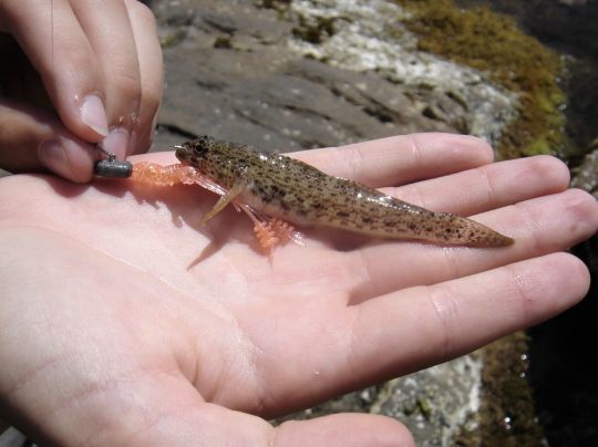 Une pêche facile et amusante