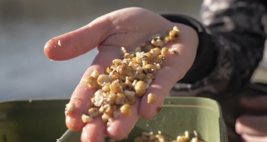 Chopped Tigers en Ready Seeds.