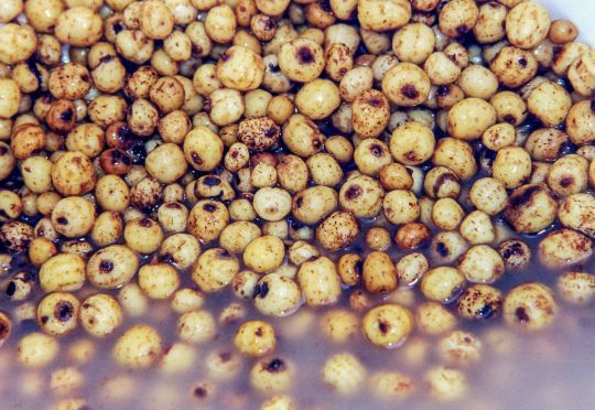 Tigers dans leur jus fermenté.