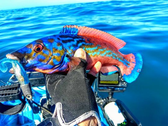 Un joli mâle coloré