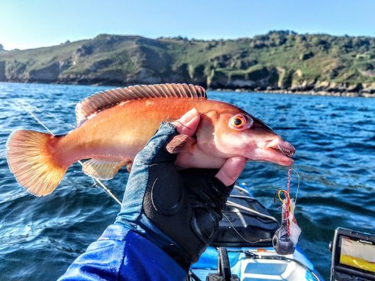 Un poisson présent près des côtes
