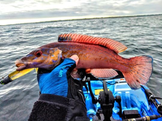 Une vieille coquette pêchée au leurre souple