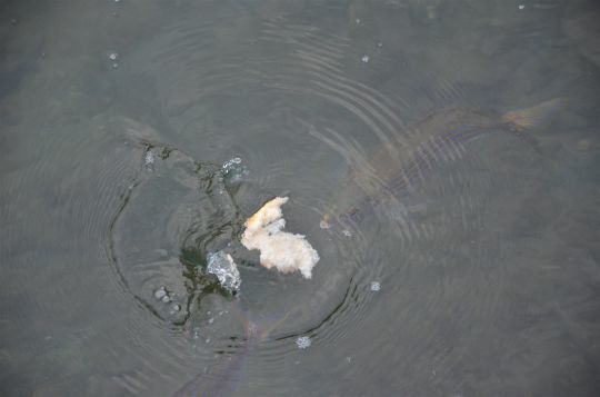 PESCARE DALLA SCOGLIERA: Un'altra Pescata in Mare con il Pane 