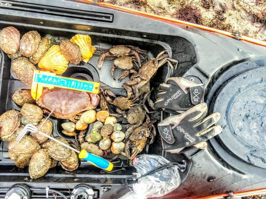 Une partie de pêche à pied réussie