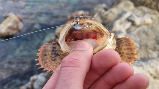 Un leurre efficace en rockfishing