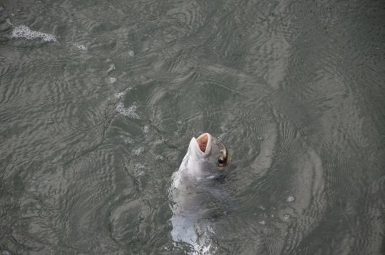 Pesca all'orata con il pane, efficace tutto l'anno