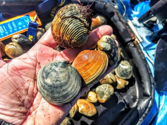 Certa Stampa - NASCONDIGLIO SEGRETO PER LE VONGOLE, PESCHERECCIO