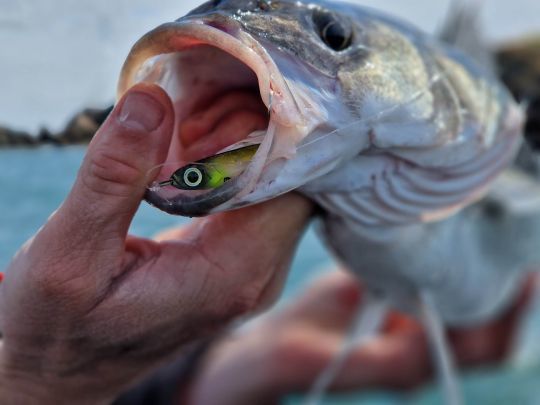 Pour des pêches plus creuses et plus lentes, la pêche en traction est aussi efficace avec ce jig.