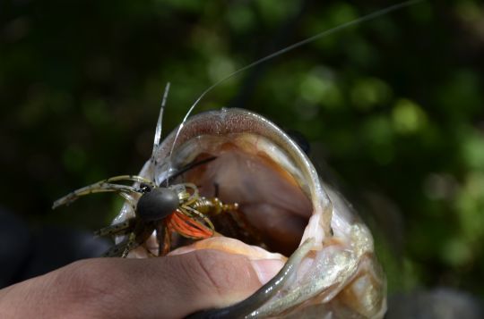 Une grande bouche pour le black-bass