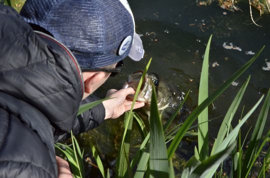 Un poisson facile à manipuler