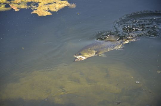 Un leurre iconique pour pêcher le black-bass