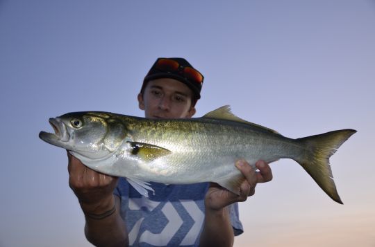 Le tassergal, un prédateur féroce