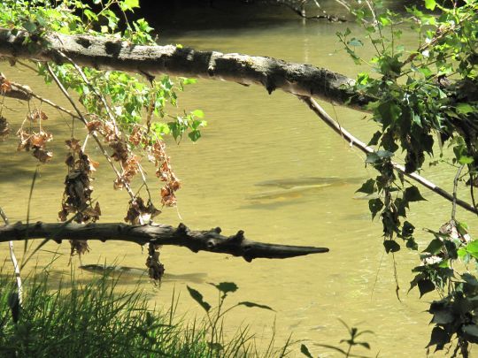 Carpes en maraude à la recherche de nourriture. L'approche doit se faire à pas de loup