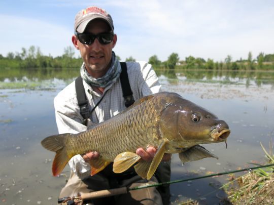 Une belle carpe qui se nourrissait sur une bordure. Le choix d'une petite mouche non lestée légère l'aura fait craquer!