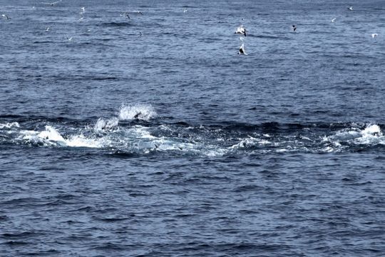 Cassa per tonno e pesci grandi - Cassetta Aquarium Isolconfort