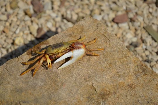 Un crabe atypique avec sa grosse pince