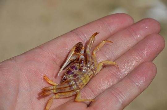 Un crabe avec de belles couleurs