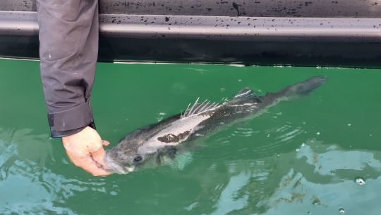 Une compétition de pêche en no-kill pour préserver cette passion chère à tous.