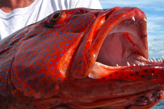 Le mérou loche vagabonde possède une large gueule