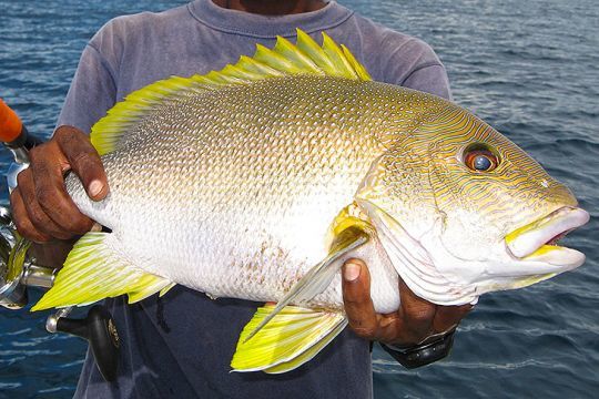 Un vivaneau maori et ses belles couleurs jaunâtres