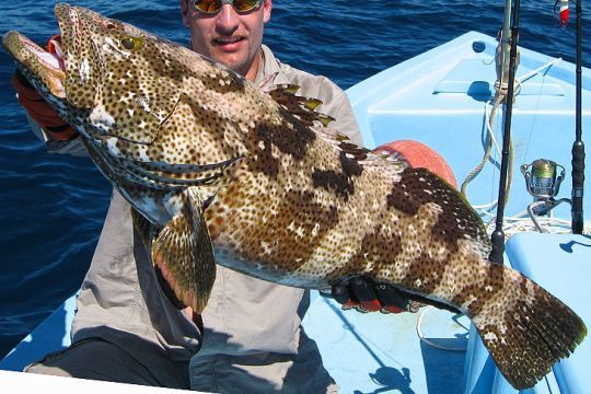 Le record IGFA est atteignable. Voilà un beau challenge. 