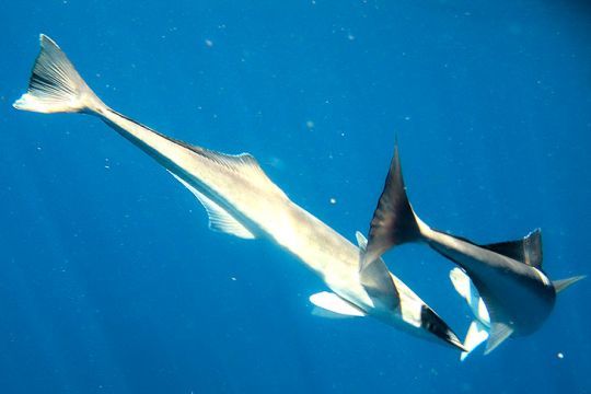 Le cobia, espèce ressemblant à un petit requin