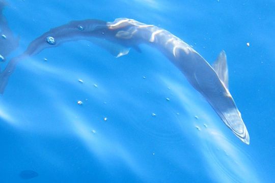 Le cobia est méfiant, en particulier dans les eaux claires près de la surface