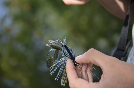 Avec ou sans pinces ?