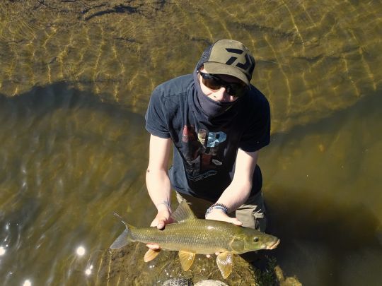 Pêcher à vue le barbeau comizo au micro popper