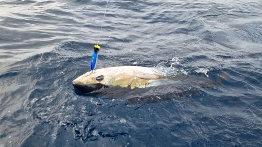 Pêche du thon au popper