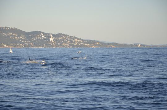 La présence de thons ou de dauphins repousse les bancs de calamar