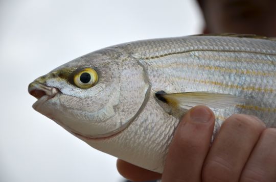 La saupe se pêche très bien à la mouche avec une imitation de pain