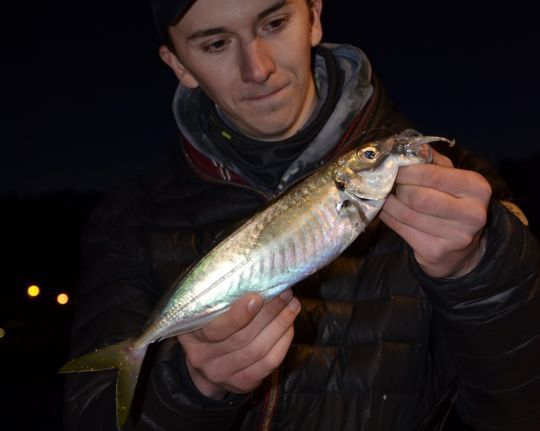 Finnesse ou micro shad pour pêcher les sévereaux