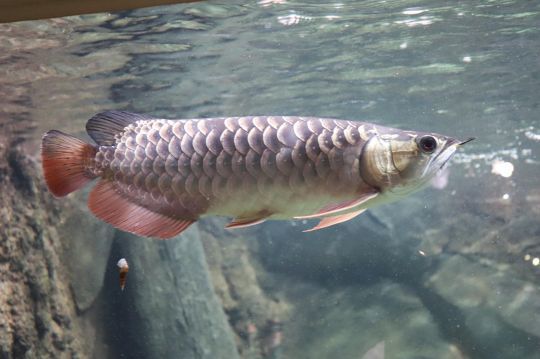 Arowana asiatique peut atteindre un dizaine de kilogrammes.