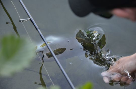 Pouvoir relâcher le poisson dans de bonnes conditions