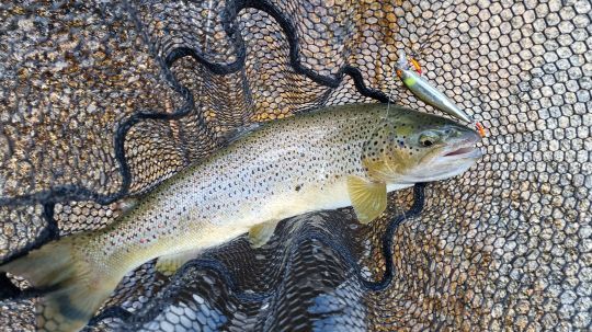 Essayez de pêcher avec des assist-hooks !